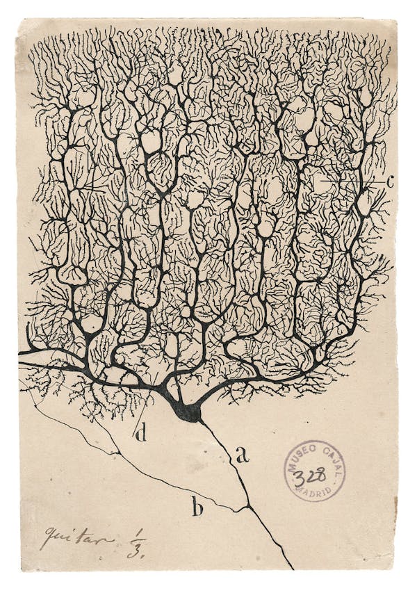 Santiago Ramon y Cajal illustration of nerve cells